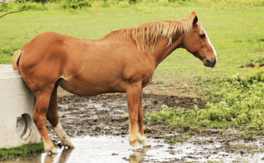 A horse of chestnut coloring stands in a mud puddle and rubs their backside against a cement water trough.