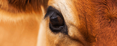 A close up of a dark, large, beautifully lashed eye of a pretty brown cow.