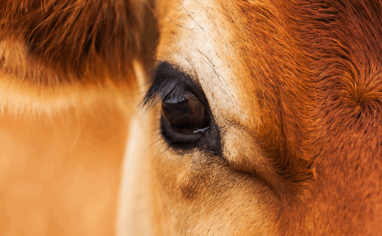 A close up of a dark, large, beautifully lashed eye of a pretty brown cow.