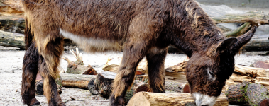 A brown donkey sniffs logs in their living area.