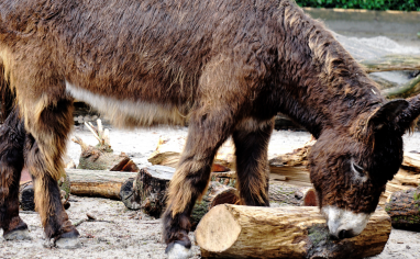 A brown donkey sniffs logs in their living area.