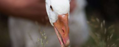 White goose lowering head to eat grass seeds.