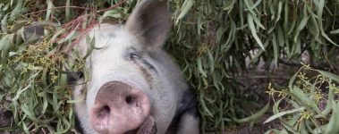 This resident knows all about fun at Edgar's Mission Farm Sanctuary