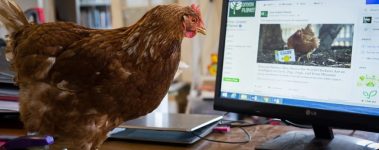 A little visual enrichment can go a long way for chicken residents. | Photo: Edgar's Mission