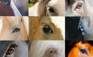 A collage of 9 pictures of different horse eyes.