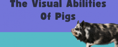 Thre words "The Visual Abilities Of Pigs" is written across a bright blue and teal background. A hairy black and white spotted pig is under the words to the right.
