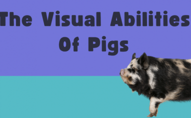 Thre words "The Visual Abilities Of Pigs" is written across a bright blue and teal background. A hairy black and white spotted pig is under the words to the right.