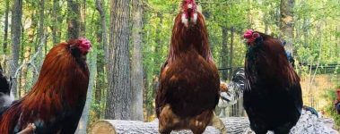 After their introduction into TCA's rooster flock, Harpo, Chico, and Groucho were able to carve out their own space within the larger flock. Photo: Triangle Chicken Advocates