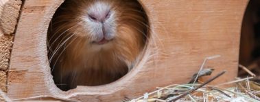 A brownish cavy (guinea pig) sticks their nose out of a wooden hut.