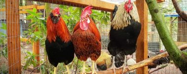 Photo: Rooster Haus Rescue