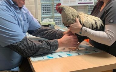 An image of a veterinary nurse securely but gently holding a rooster over his wings on a table, while a veterinarian examines him.