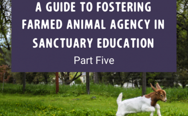 A Guide to Fostering Farmed Animal Agency in Sanctuary Education Part Five Post (9)