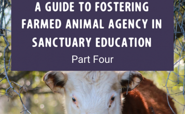 A Guide to Fostering Farmed Animal Agency in Sanctuary Education Part Four Post