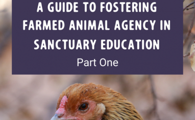 A Guide to Fostering Farmed Animal Agency in Sanctuary Education Part One Post (4)