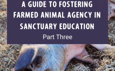 A Guide to Fostering Farmed Animal Agency in Sanctuary Education Part Three Post