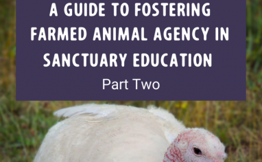 A Guide to Fostering Farmed Animal Agency in Sanctuary Education Part Two Post (1)