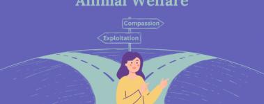 A graphic with violet background has a road split into left and right. There is a sign on a wooden post with "Compassion" pointing right and "Exploitation" pointing left. Above "Animal Welfare" sits above the scene. A person with long purple hair in a yellow sweater smiles and point right.