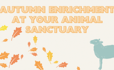 A banner reads "Autumn Enrichment At Your Animal Sanctuary" in yellow and orange text. Below orange and yellow leaves blow past and a blue sheep looks up.
