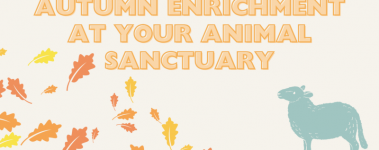 A banner reads "Autumn Enrichment At Your Animal Sanctuary" in yellow and orange text. Below orange and yellow leaves blow past and a blue sheep looks up.