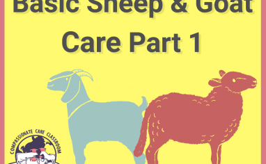 Basic-Sheep-Goat-Care-1-of-2