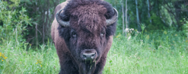 A photo of a bison facing the camera. They are dark brown and have soft eyes and a cute nose. There are trees behind them and they are standing in a field.