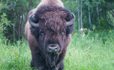 A photo of a bison facing the camera. They are dark brown and have soft eyes and a cute nose. There are trees behind them and they are standing in a field.