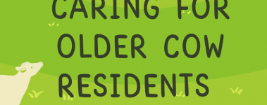 A graphic of green hills covered in grass with a cream colored cow in the forefront looking up at the words, "Caring For Older Cow Residents". A black cow can be seen in the distance.