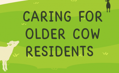 A graphic of green hills covered in grass with a cream colored cow in the forefront looking up at the words, "Caring For Older Cow Residents". A black cow can be seen in the distance.