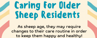 A creamy background with teal lettering reading, "Caring for older sheep residents" and a little blurb in black reading "As sheep age, they may require changes to their care routine in order to remain happy and healthy". On each side a half rainbow of yellow, real, and red.