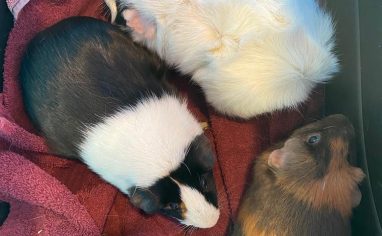 An image of three guinea pigs cuddling in a circle on a red towel. The top guinea pig is white with ruffled fur. The next guinea pig is black and white with smooth fur. The guinea pig to the right is orange and brown with smooth fur.