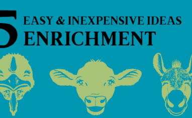 A bright teal banner reads "5 Easy & Inexpensive Enrichment Ideas". There are happy faces of a cow, donkey, and turkey resident.