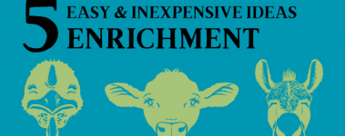 A bright teal banner reads "5 Easy & Inexpensive Enrichment Ideas". There are happy faces of a cow, donkey, and turkey resident.