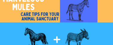 Yellow, sky blue, and periwinkle color blocking. The words"marvelous mules: care tips for your animal sanctuary" are written in the top left yellow color block. To the right, a graphic of a mule sits and below a graphic of a horse and donkey with a plus sign in the middle.