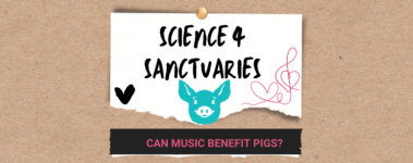 A cardboard background with a white note pinned on the front reads "Science For Sanctuaries: Can Music Benefit Pigs". There is the cartoon face of a turquoise pig and an illustration of a pink musical note and heart.