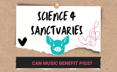 A cardboard background with a white note pinned on the front reads "Science For Sanctuaries: Can Music Benefit Pigs". There is the cartoon face of a turquoise pig and an illustration of a pink musical note and heart.