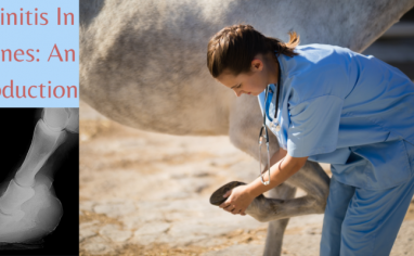 A veterinarian in blue scrubs bends over to inspect a horses hoof. They hold the hoof in their hand. To the left is another picture and this is of an X-ray showing laminitis. Above the words "Laminitis In Equines: An Introduction"