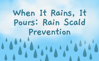 A graphic of a cloud sits over a blue background. Words on top read "When it rains it ours:rain scald prevention". Blue raindrops fall from the cloud