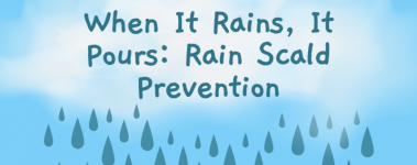 A graphic of a cloud sits over a blue background. Words on top read "When it rains it ours:rain scald prevention". Blue raindrops fall from the cloud