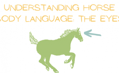 A graphic reads "Understanding Horse Body Language: The Eyes" over an illustration of a horse with an arrow pointing towards their eyes.