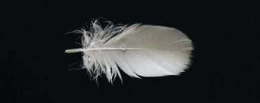 An image of a small white feather on a black background. The feather has a fluffy end near the quill, and the top is tightly organized.