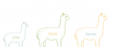 This graphic shows an outline of a baby alpaca, an adult alpaca, and a senior alpaca.