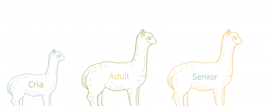 This graphic shows an outline of a baby alpaca, an adult alpaca, and a senior alpaca.