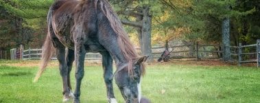 Horse sniffs football in pasture.