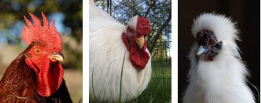 Daily Observation For Chicken Health And Well-Being