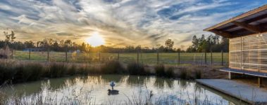 Duck-Pond