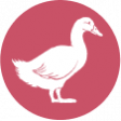 Ducksicon2