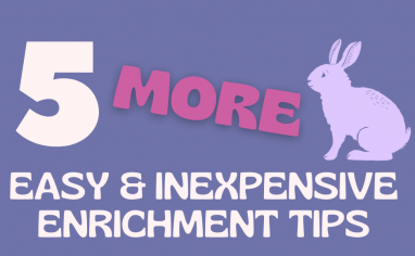 Title is white and reads"5 More Easy And Inexpensive Tips". The background is periwinkle blue and there is a lavender bunny sitting next to the word more which is fuschia