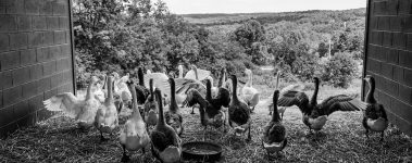 Rescued geese at Farm Sanctuary. USA, 2009.