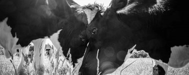 two black and white cows rub their faces against each other