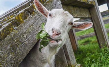 Be sure to offer goat-safe plants for residents to browse on! Photo: Jo-Anne McArthur / We Animals